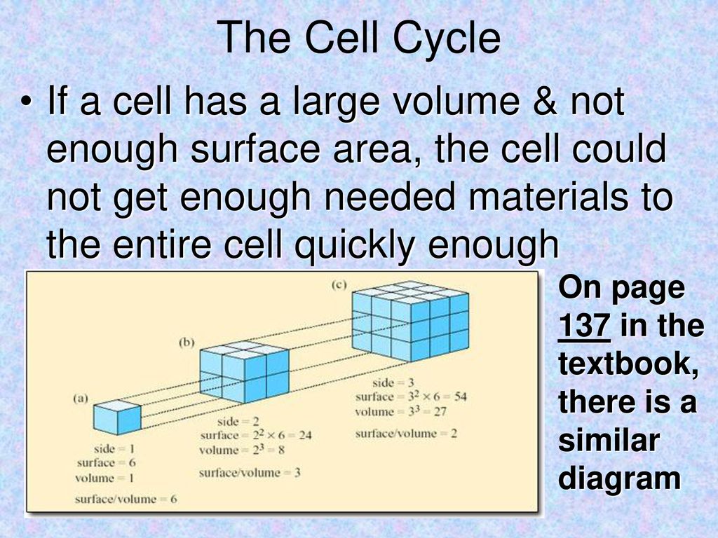 The Cell Cycle