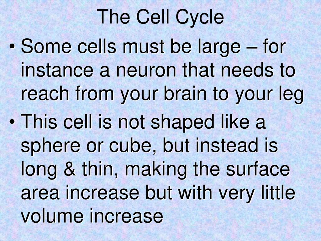 The Cell Cycle Some cells must be large – for instance a neuron that needs to reach from your brain to your leg.