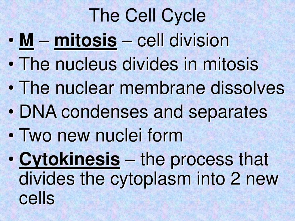 The Cell Cycle M – mitosis – cell division. The nucleus divides in mitosis. The nuclear membrane dissolves.