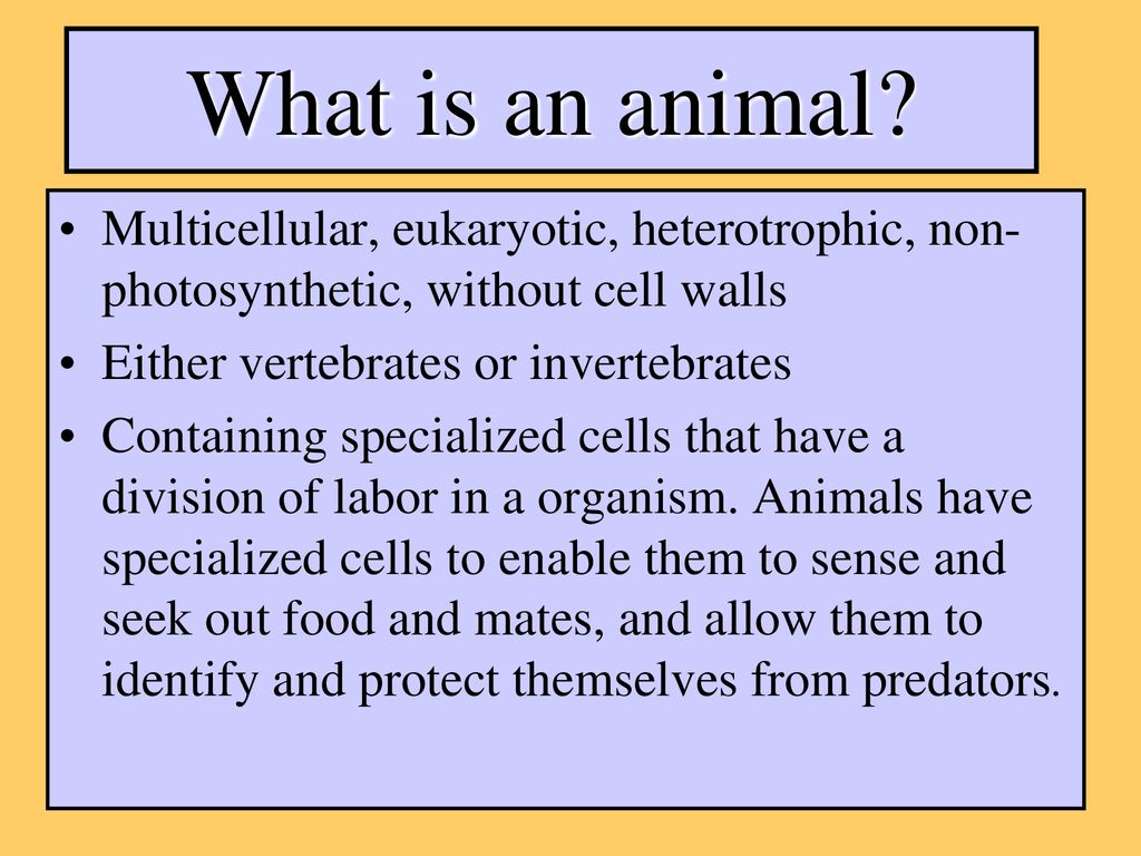 What is an animal Multicellular, eukaryotic, heterotrophic, non-photosynthetic, without cell walls.