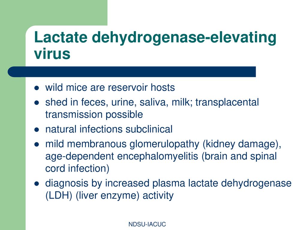 Infectious diseases of Mice and Rats - ppt download