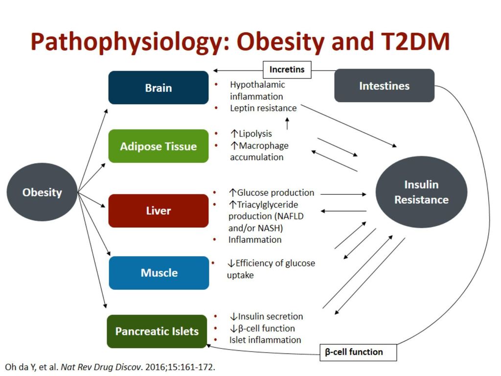 Pathophysiology: Obesity and T2DM