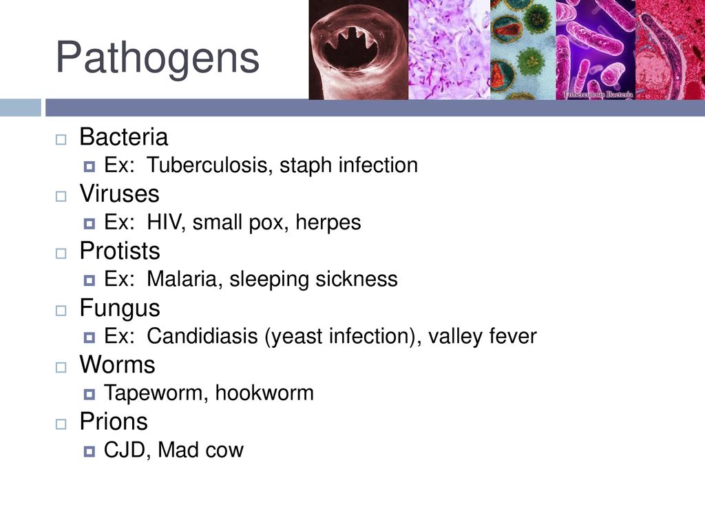 Bacteria, Viruses, & Other Agents Of Disease - Ppt Download