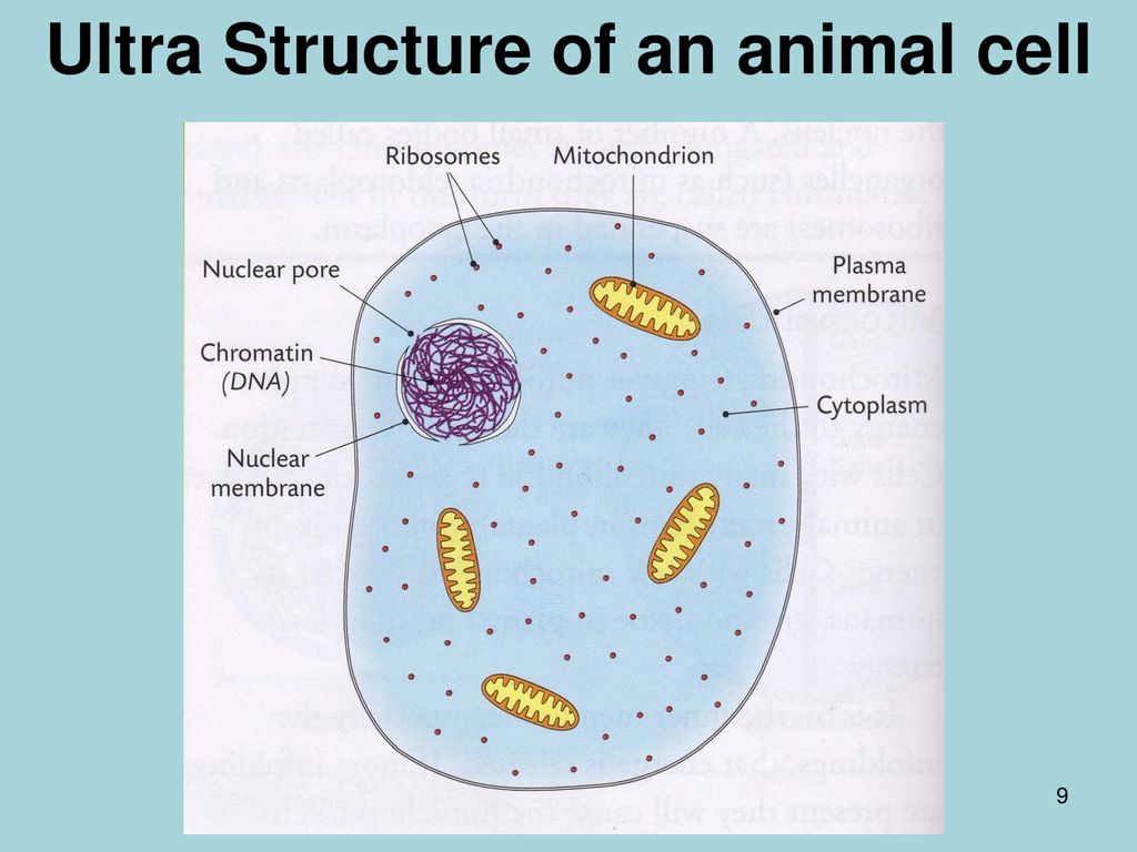 Chapter 7 Cell Structure. - ppt download