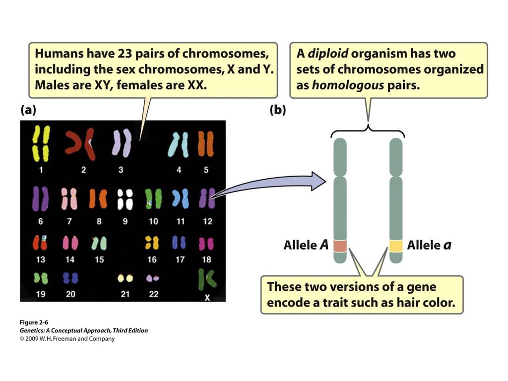 Genetics: A Conceptual Approach © 2009 W. H. Freeman and Company - ppt  download