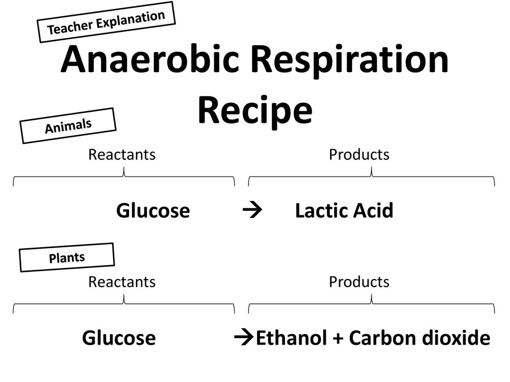 Anaerobic Respiration In Plants