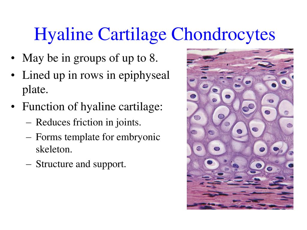 Hyaline Cartilage Tissue 400x Biology Diagrams