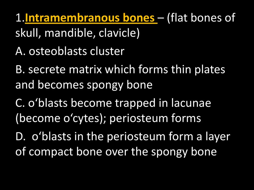 1.Intramembranous bones – (flat bones of skull, mandible, clavicle)
