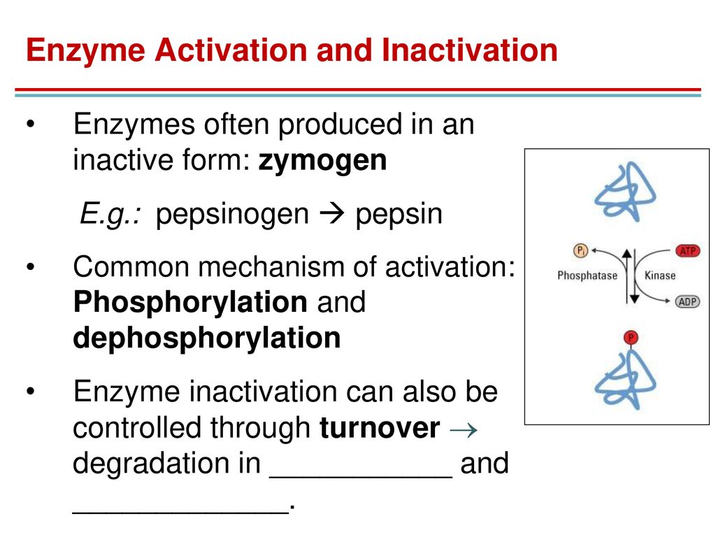 Ch 04 Enzymes. - ppt download