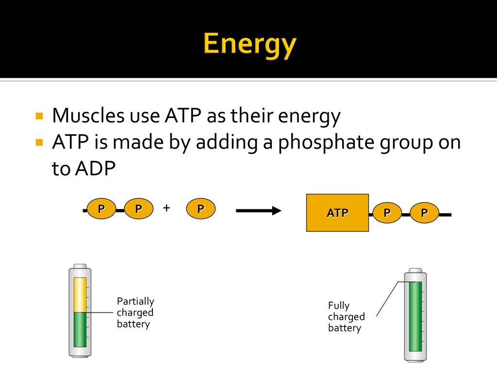 Energy Muscles use ATP as their energy