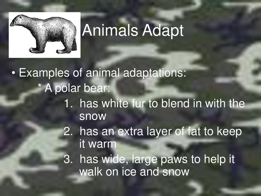 Animal Adaptations Science ppt download