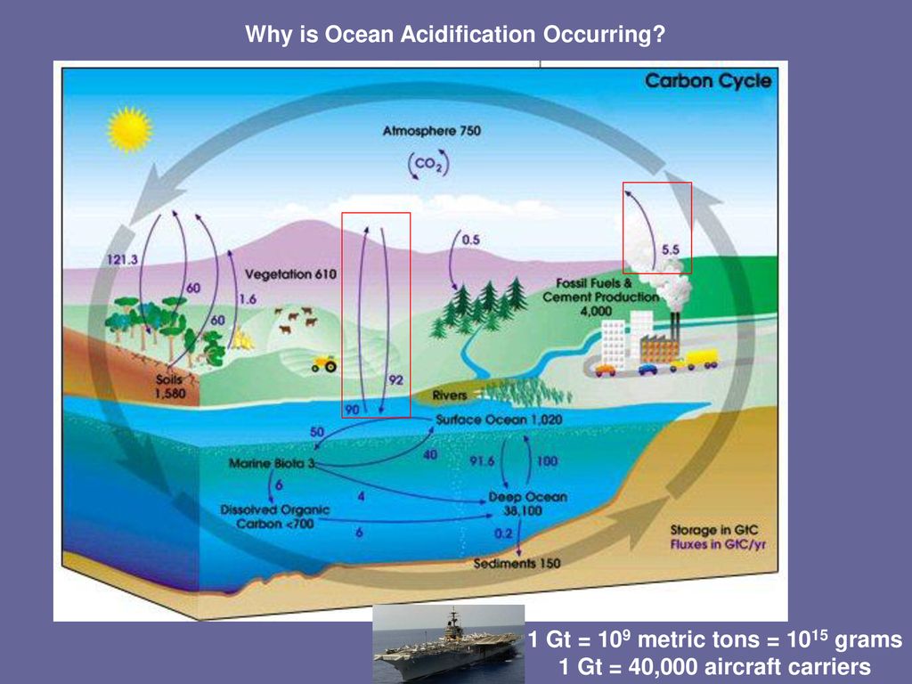 Ocean Acidification ppt download