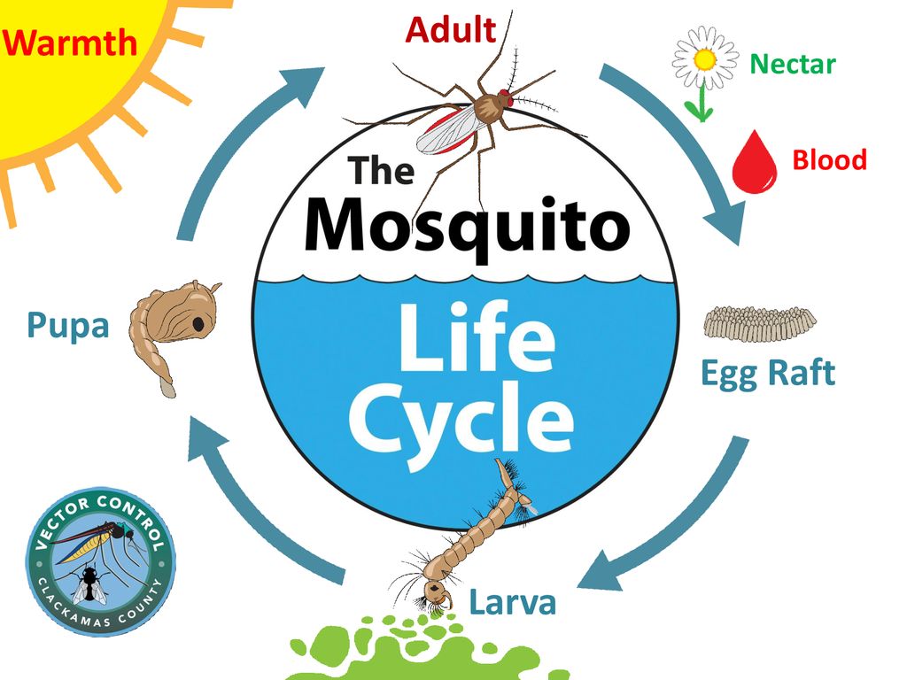 Staying OUT of Mosquito Food Webs - ppt download