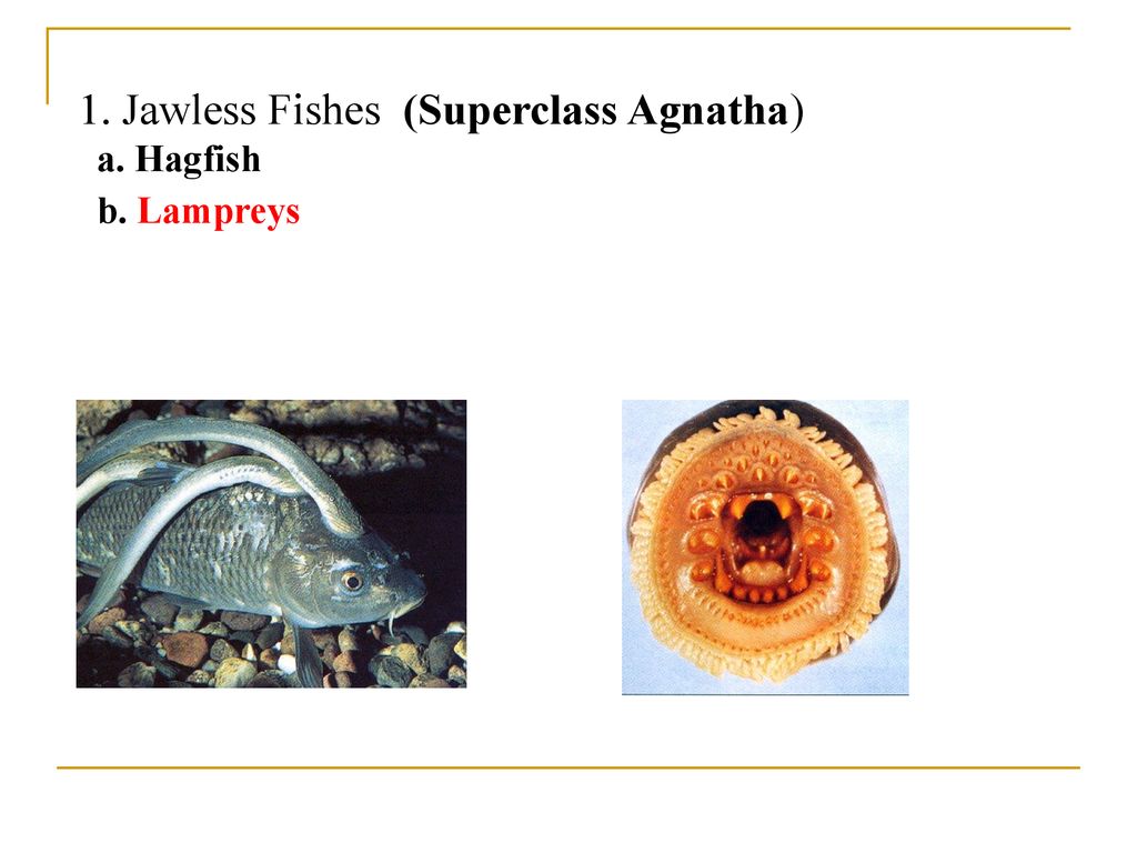 Chordates (Phylum Chordata) 1. Tunicates/Sea Squirts 2. Lancelets - Ppt ...