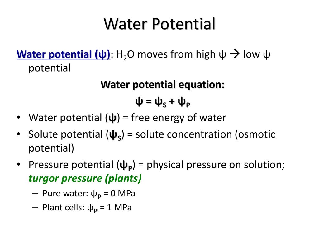 Understanding Water Potential - ppt download