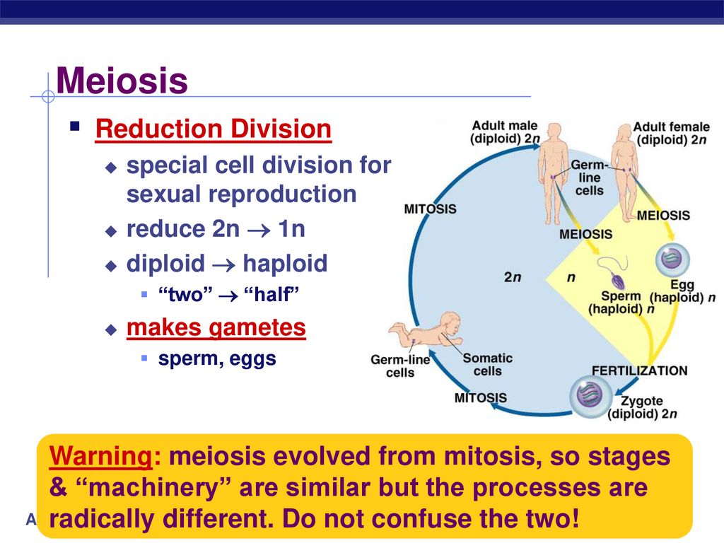 Meiosis & Sexual Reproduction Biology Diagrams