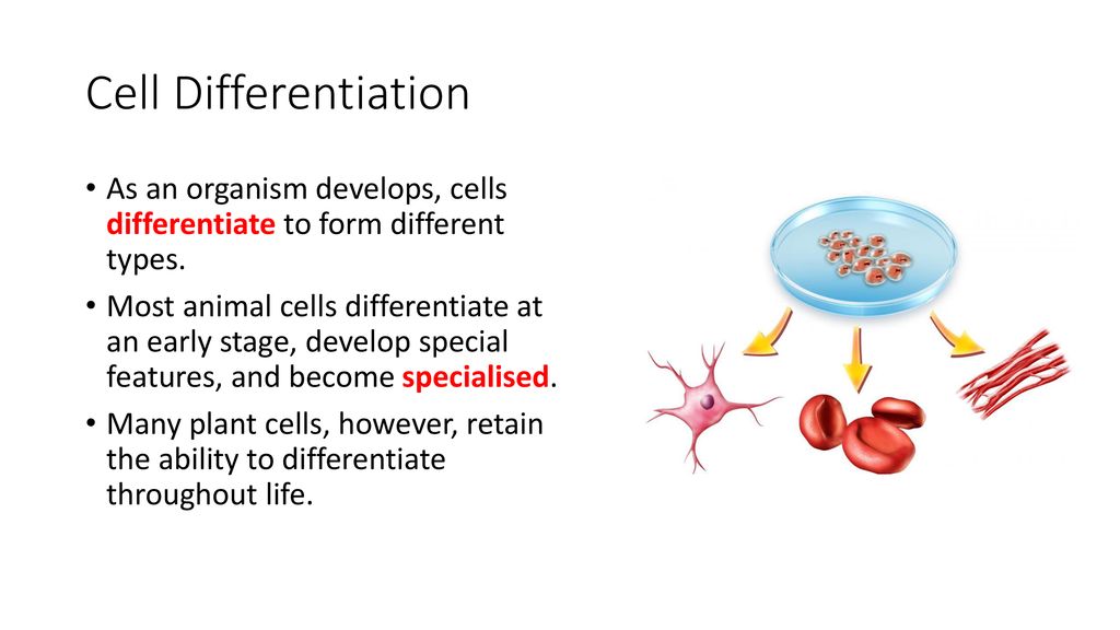 Starter: Match the cells with the correct picture - ppt download