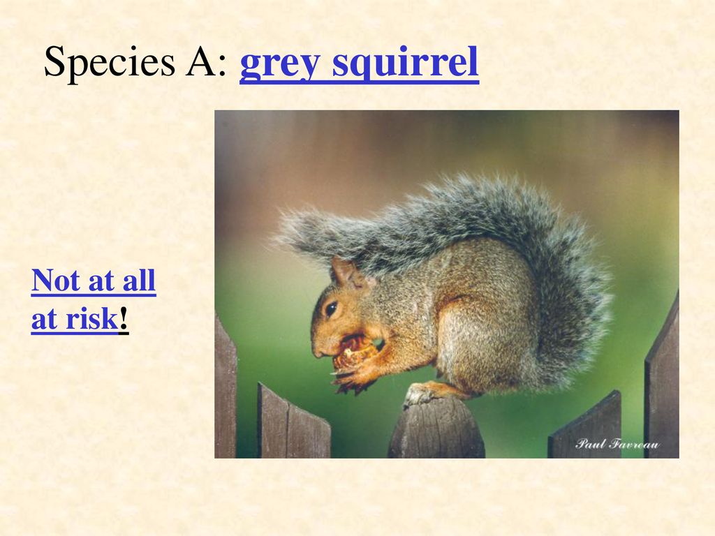 Species A: grey squirrel