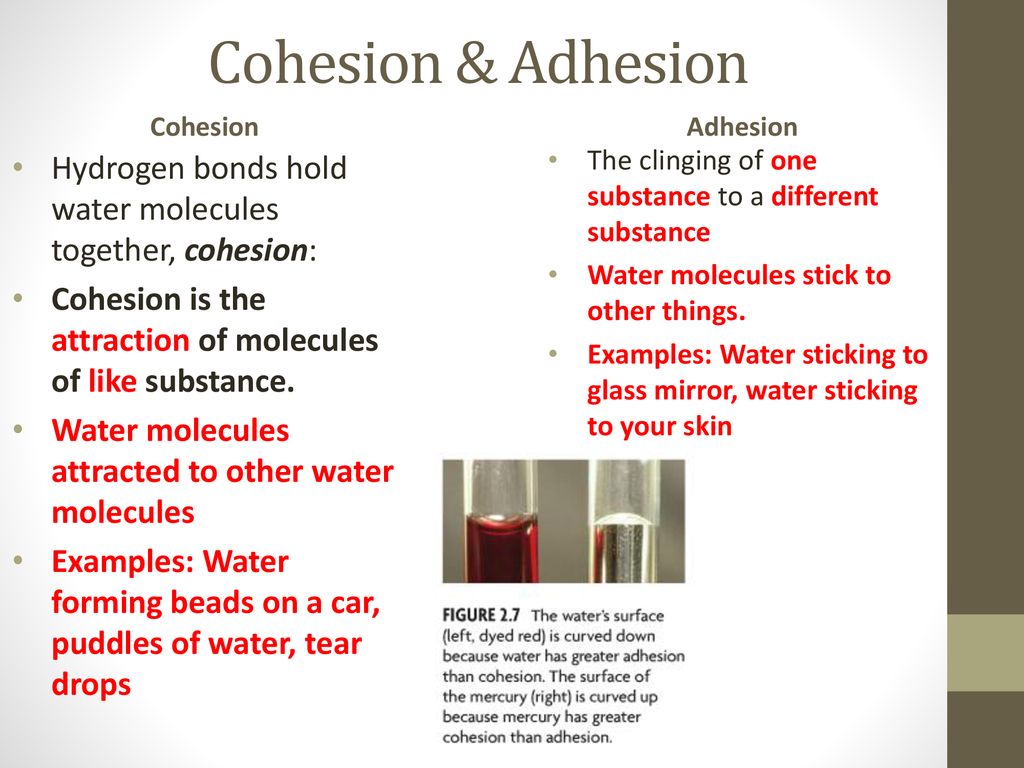 The⁣ Role of Adhesion in Water's Behavior
