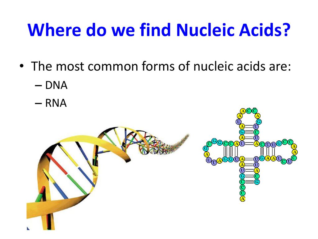 Where do we find Nucleic Acids