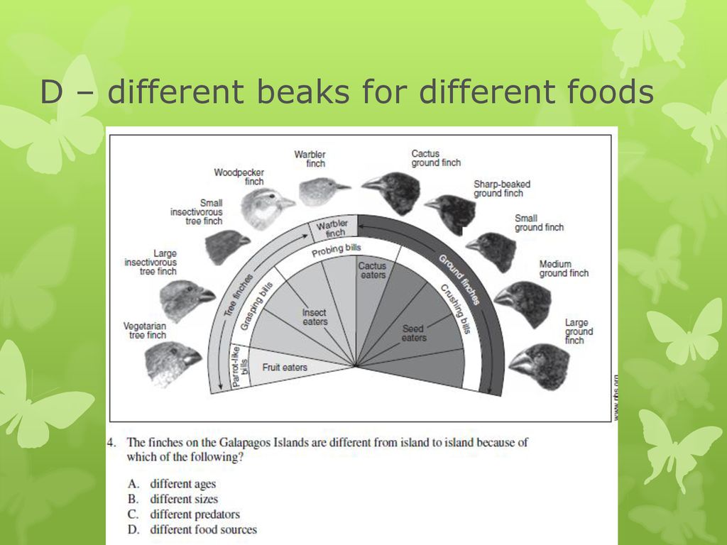 D – different beaks for different foods