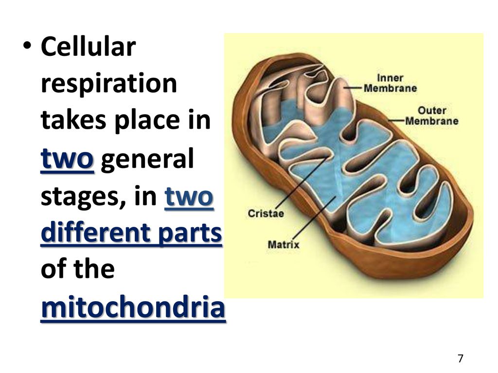 Cellular respiration takes place in two general stages, in two different parts of the mitochondria