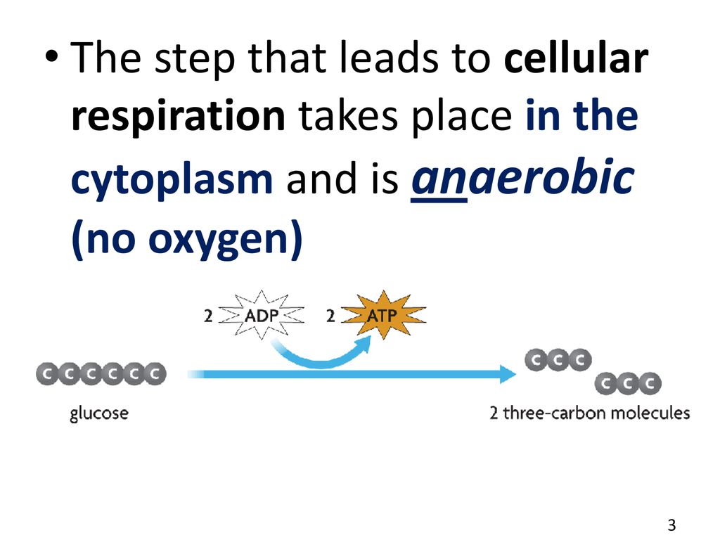 The step that leads to cellular respiration takes place in the cytoplasm and is anaerobic (no oxygen)