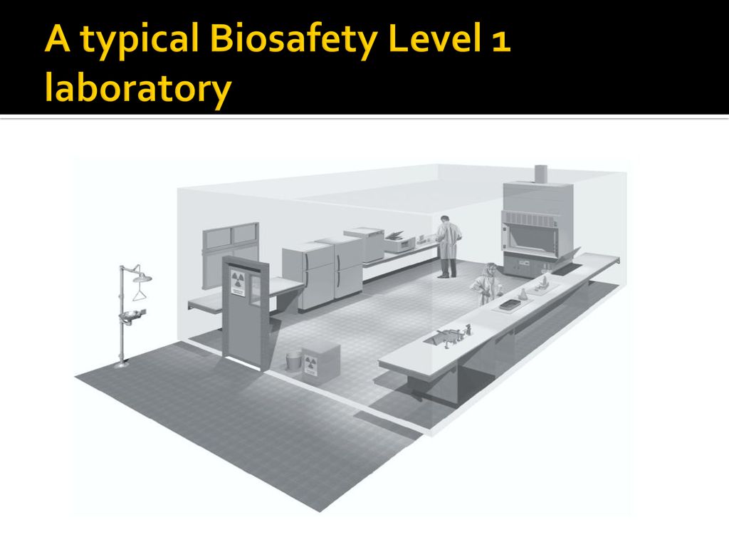 A typical Biosafety Level 1 laboratory