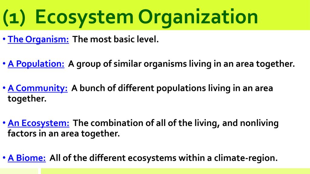 (1) Ecosystem Organization