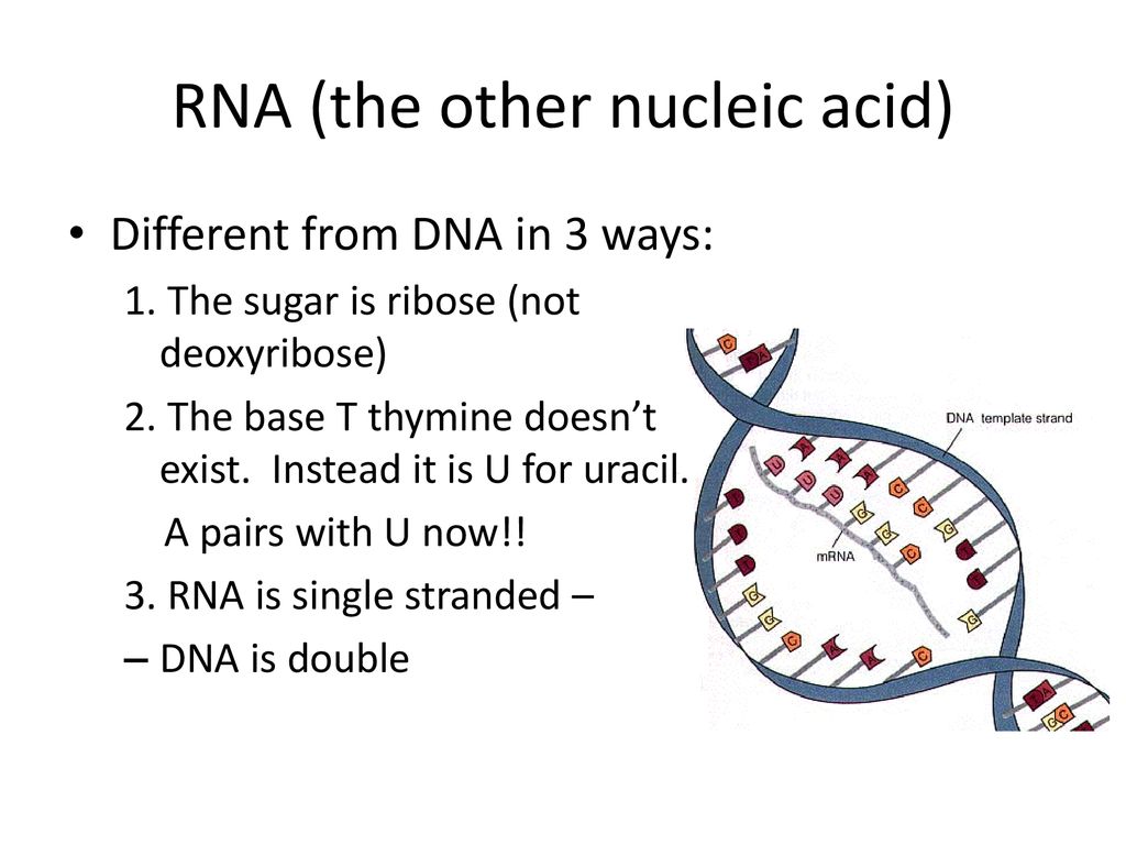 RNA (the other nucleic acid)