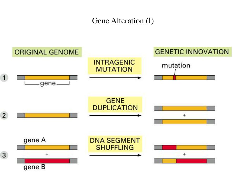 Gene Alteration (I)