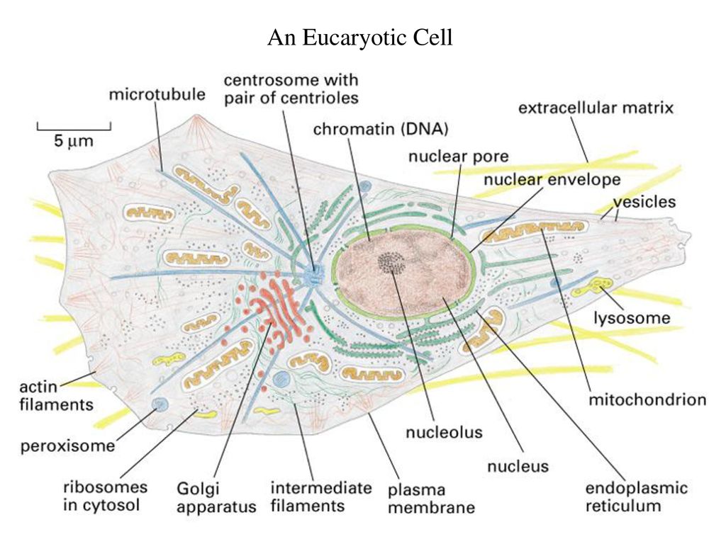 An Eucaryotic Cell
