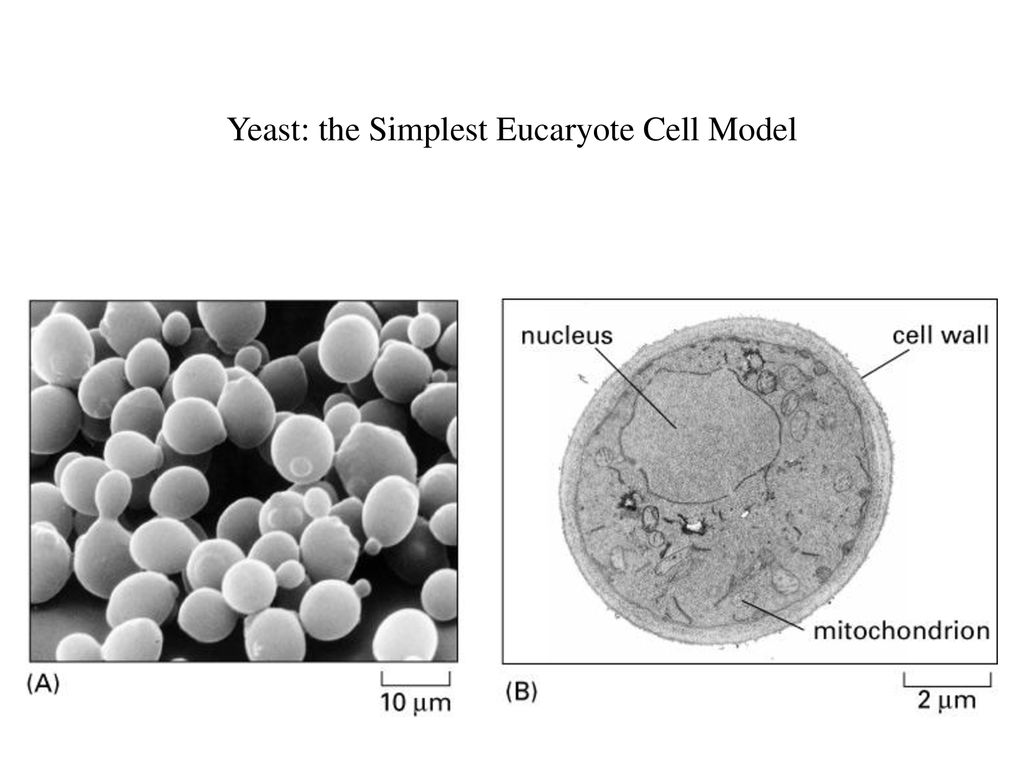 Yeast: the Simplest Eucaryote Cell Model
