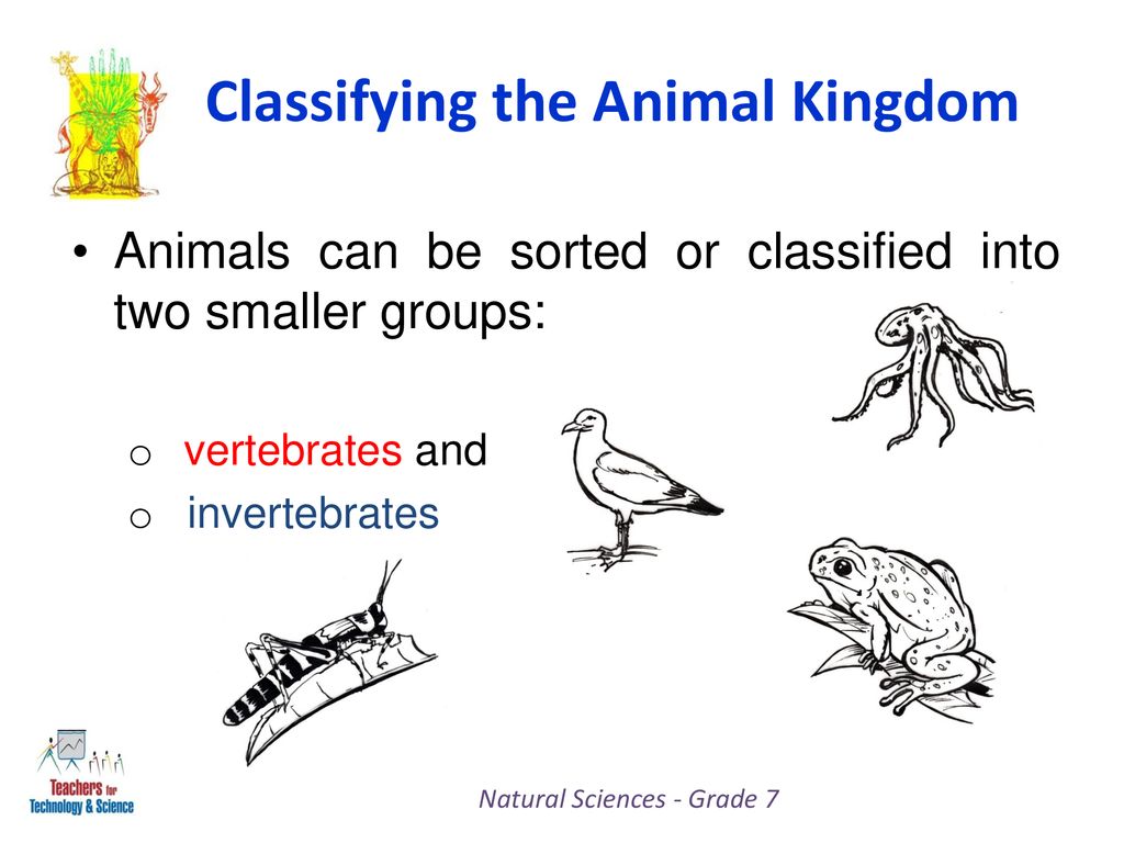 Natural Sciences Grade 7 - ppt download Natural Sciences Grade 7 - ppt download