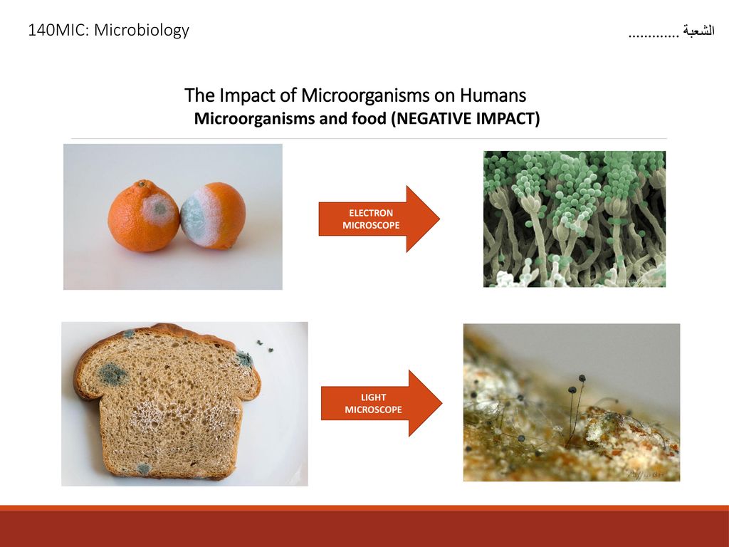The Impact of Microorganisms on Humans