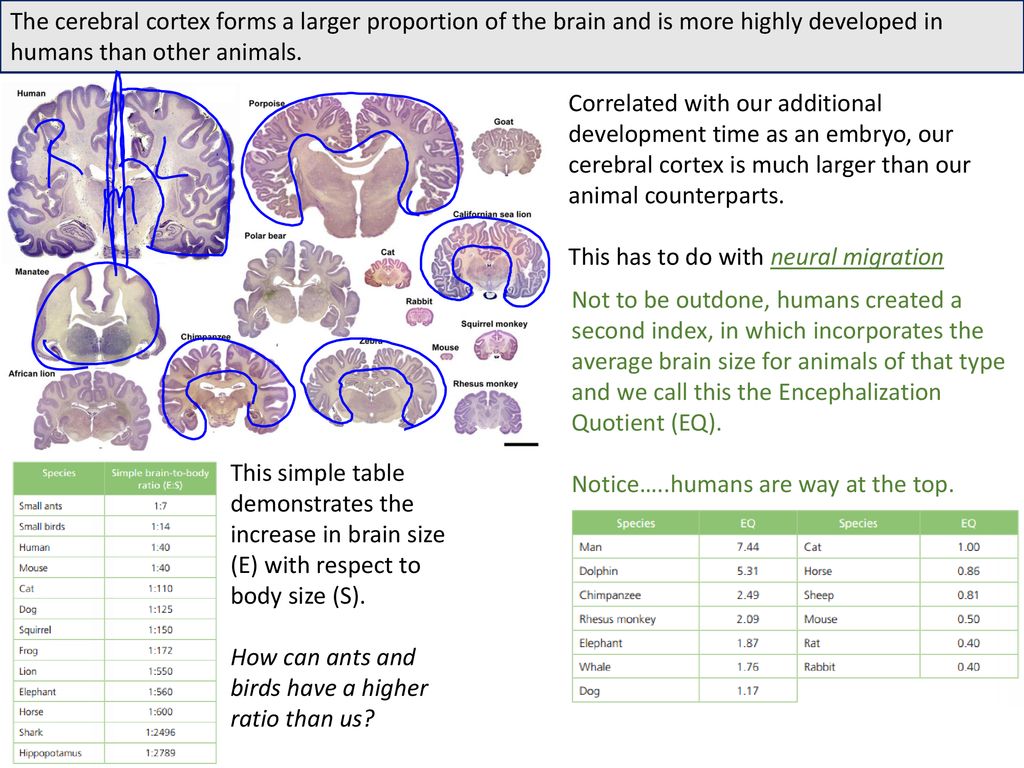 The cerebral cortex forms a larger proportion of the brain and is more highly developed in humans than other animals.