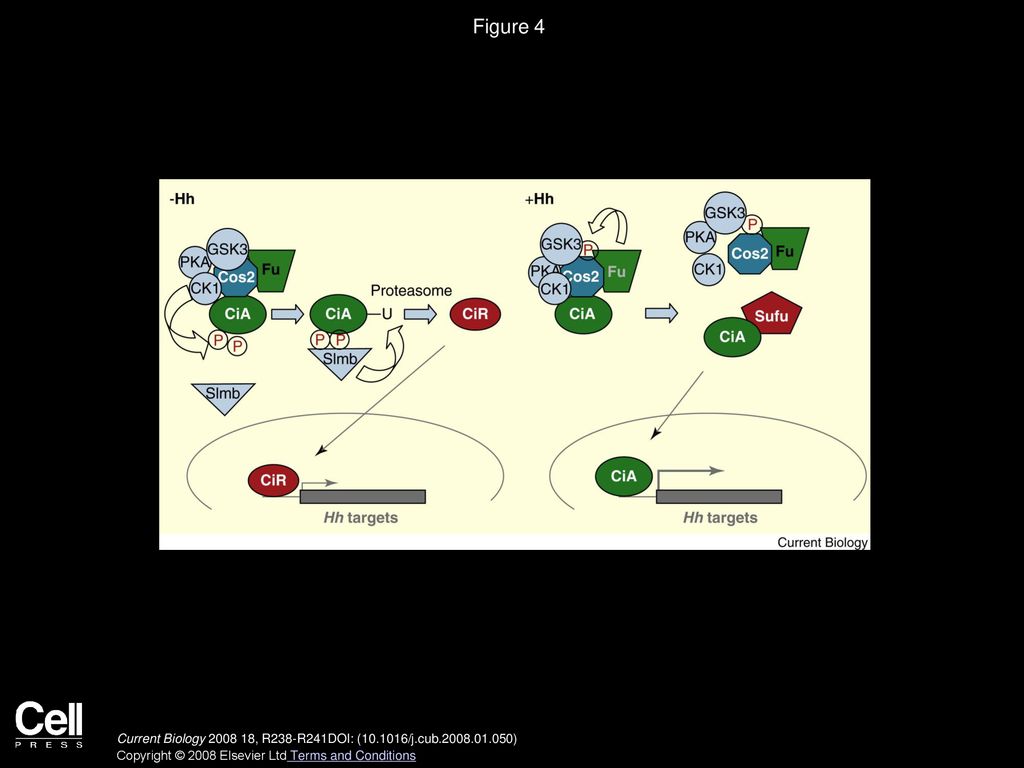 Figure 4 Control of Hh target gene transcription by Ci.