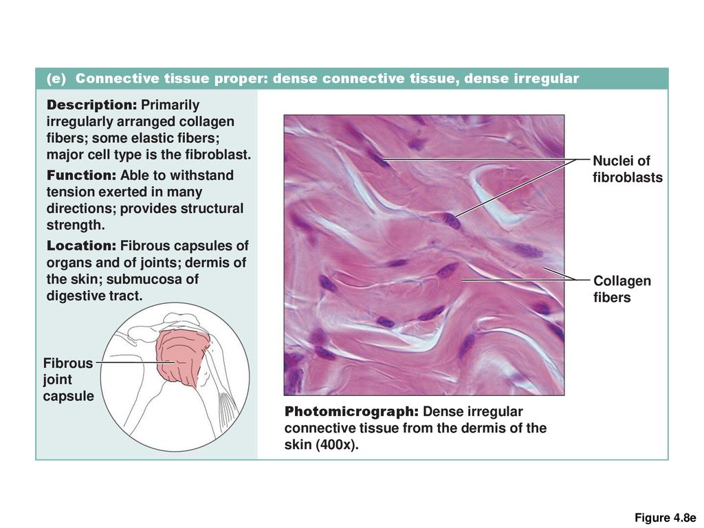 tissues-ppt-download