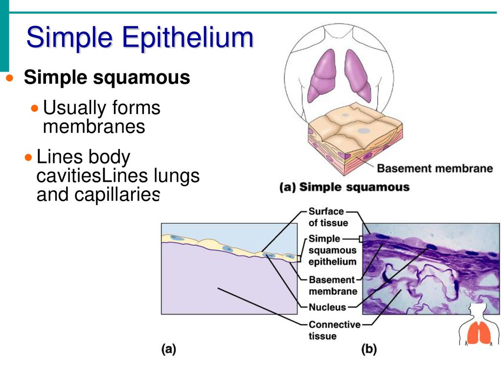 Tissues. - ppt download