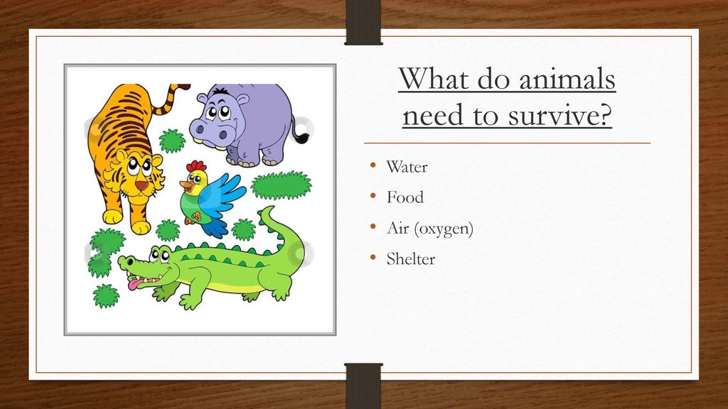 How Animals Live Chapter 2 Review. - ppt download