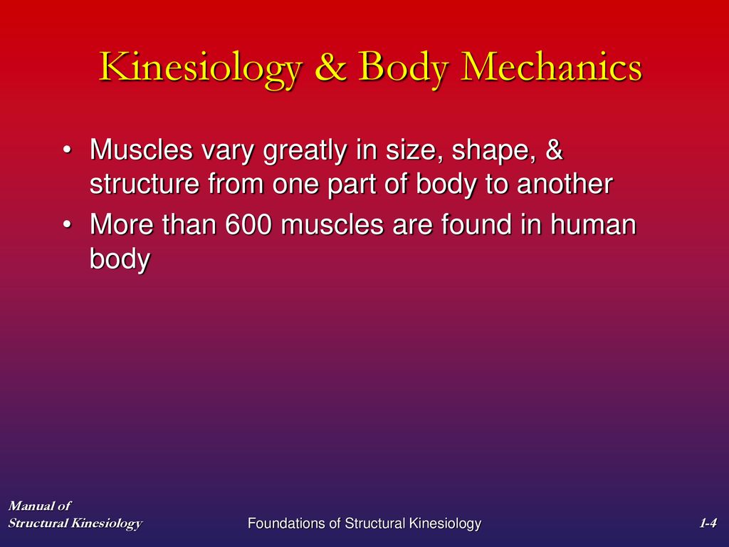 Chapter 1 Foundations of Structural Kinesiology Biology Diagrams