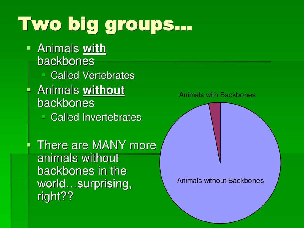 How do Scientists Classify Animals? - ppt download
