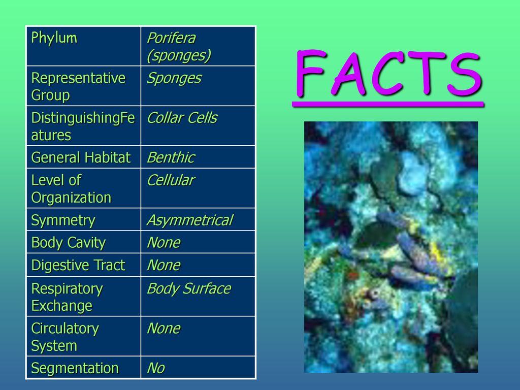 SPONGES. ppt download
