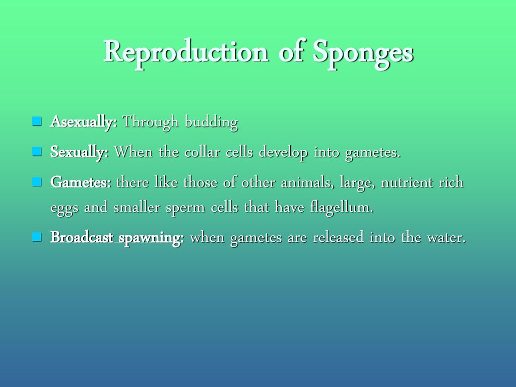 SPONGES. ppt download
