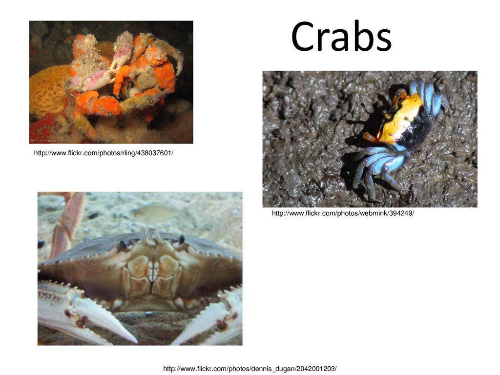 01/16/13 Crabs.