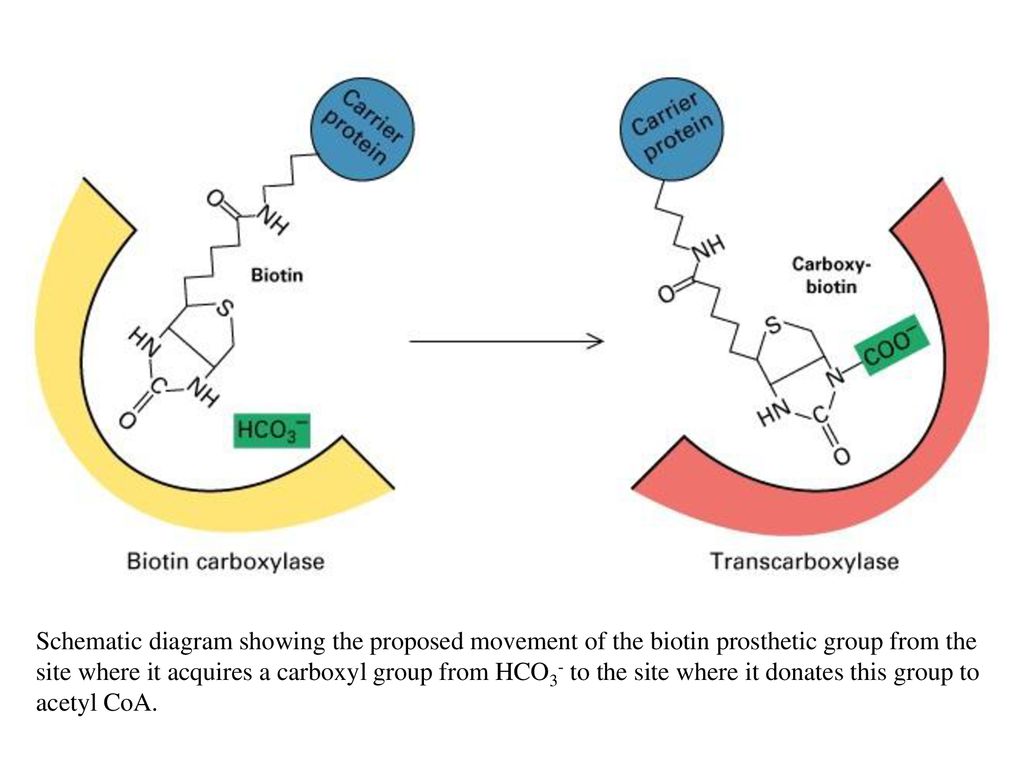 Schematic diagram showing the proposed movement of the biotin prosthetic group from the site where it acquires a carboxyl group from HCO3- to the site where it donates this group to acetyl CoA.