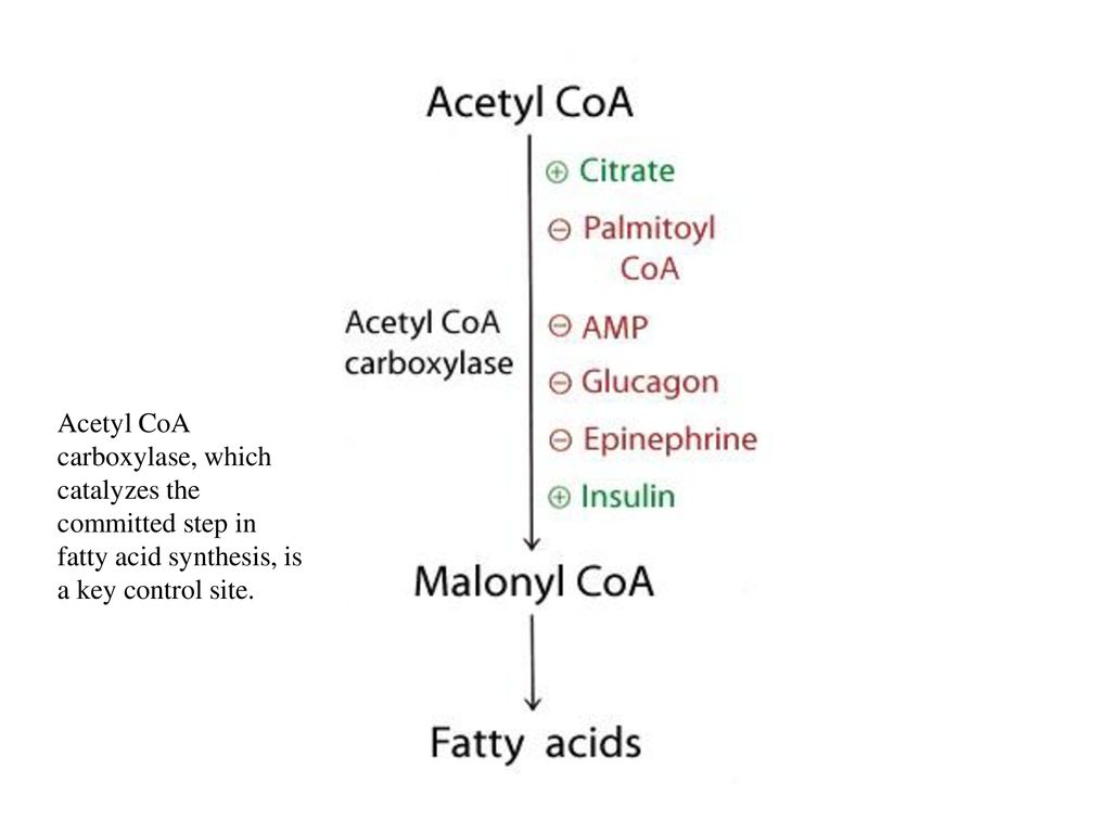 Acetyl CoA carboxylase, which catalyzes the committed step in fatty acid synthesis, is a key control site.