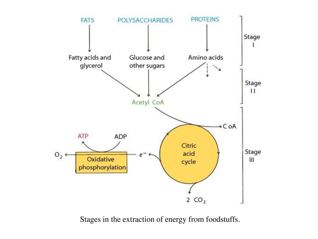 Stages in the extraction of energy from foodstuffs.