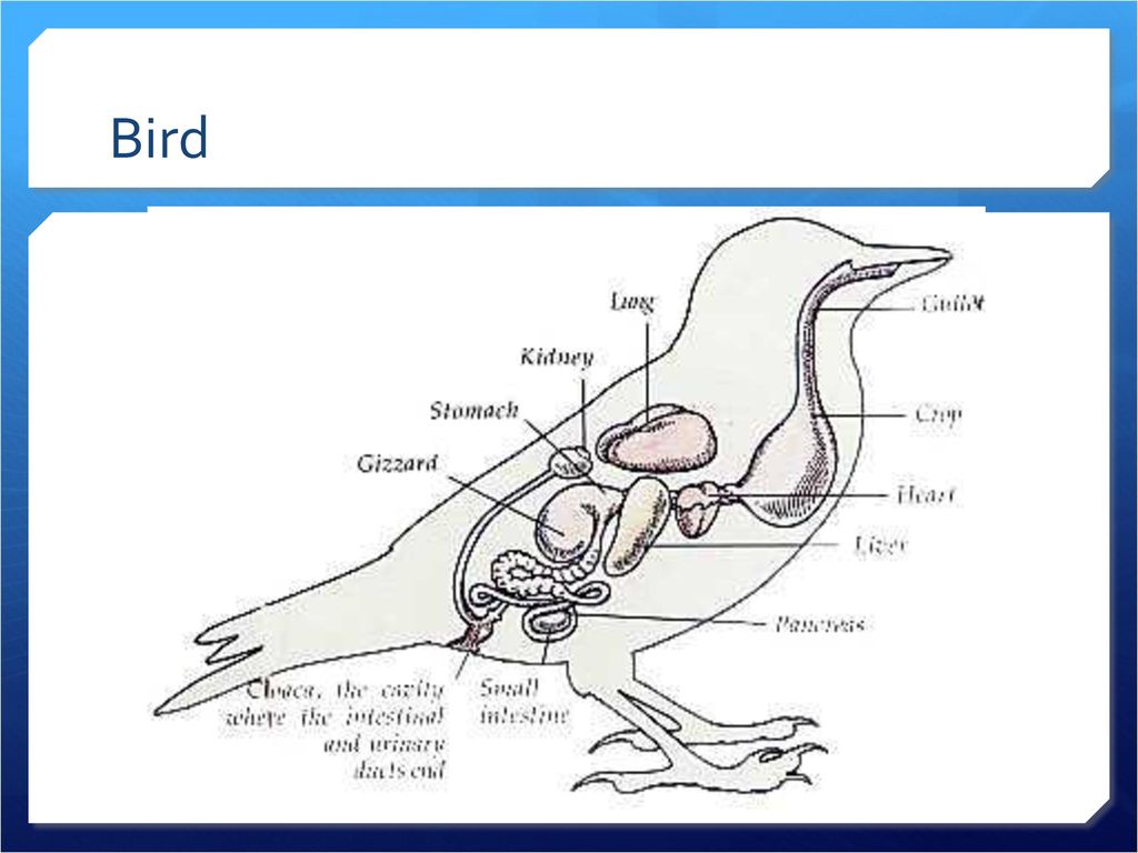 Digestion in Other Organisms - ppt download