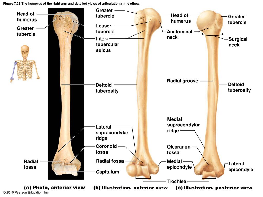 Плечевая кость относится. Os Humerus анатомия. Capitulum Humeri. Humerus перевод. Олекранон плечевой кости.